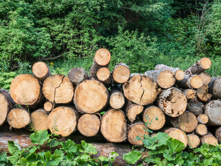Fresh cut pile of wood logs or stumps in the forest.. Illegal logging concept in the forests of Romania.
