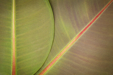 Green red Magnolia leaves Closeup texture background