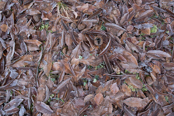 leafs with white hoar frost on ground