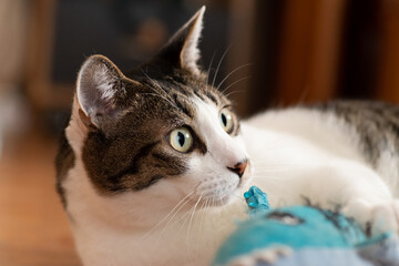 ぬいぐるみで遊ぶ猫　　キジトラ猫