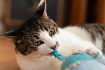 ぬいぐるみで遊ぶ猫　　キジトラ猫