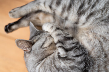 丸まって眠るネコ　　サバトラ猫