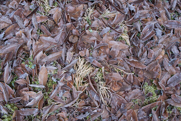 leafs with white hoar frost on ground