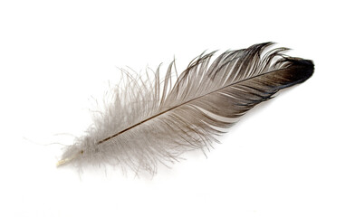 Bird feather isolated on a white background.
