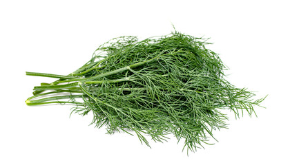 Dill green sprig on a white background.