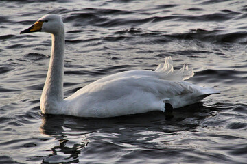 Naklejka premium Whooper Swans on the water