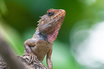 lizard on a tree