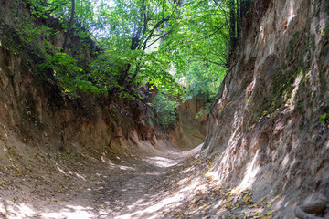 Loess ravine in Kazimierz Dolny, Poland