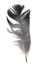 Brown feather of a bird dove on a white background.