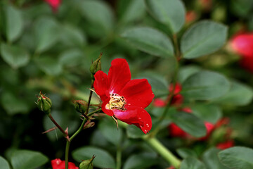 red hibiscus flower