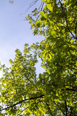 Green oak leaves against the sky.