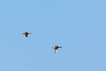 Two mallard ducks fly at the sky