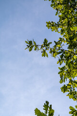 Green oak leaves against the sky.