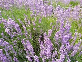 Obraz premium field of lavender
