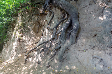 Loess ravine in Kazimierz Dolny, Poland