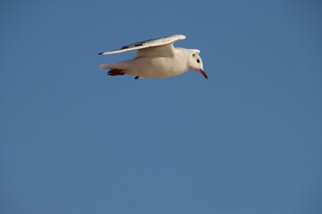 oiseau