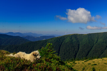 Carpathian shepherd dogs in the highlands