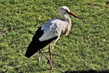 stork in the grass