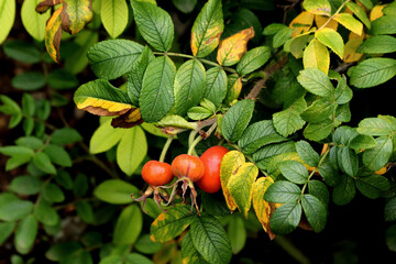 wild strawberry plant