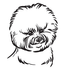 Vector image of Bishon dog on white background