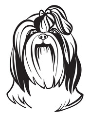 Vector image of Shih Tzu dog on white background