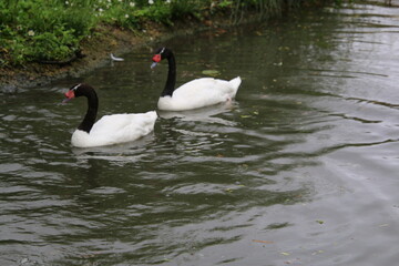 A pair of Black Necked Swans