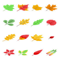 Fototapeta premium Autumn leaves icons set. Isometric set of autumn leaves vector icons for web design isolated on white background
