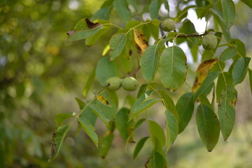 green nuts in the tree. Juglans regia plant in summer season