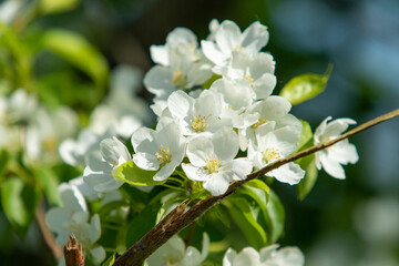 White flowers of an apple tree, green leaves of a tree. Nature spring flowering fruit trees.