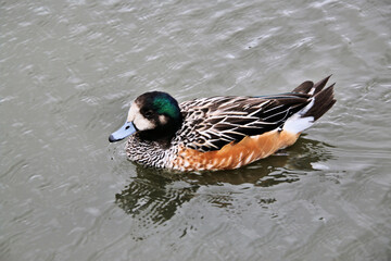 Chiloe Widgeon duck  on the lake