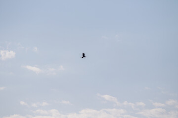 Naklejka na ściany i meble Bird in flight against the blue sky.