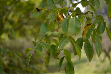 green nuts in the tree. Juglans regia plant in summer season