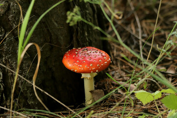 fly agaric mushroom