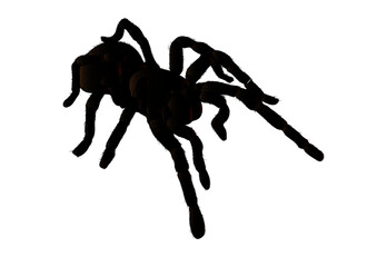 tarantula desert spider