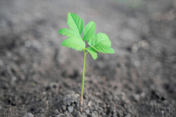 green sprout growing on fresh black soil