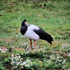 Obraz premium A view of a Magpie Goose