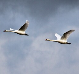 A view of Mute Swans in flight