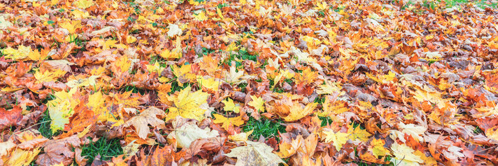 fallen yellow leaves in the park. Close up