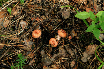 mushrooms in the forest