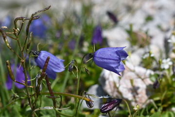 Glockenblume, Campanula, in den Alpen, Almblume, Gebirgsblume in hellblau