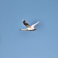 Fototapeta na wymiar A view of Mute Swans in flight