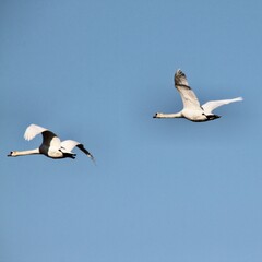 A view of Mute Swans in flight