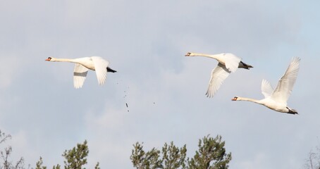 A view of Mute Swans in flight