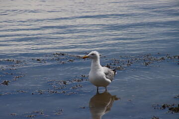 mouette