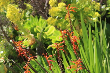 Spring in San Francisco