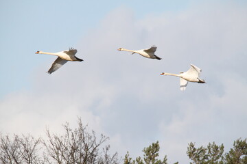 A view of Mute Swans in flight