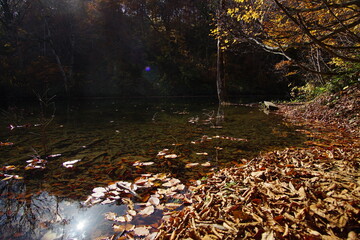 Beautiful colored trees with lake in autumn, landscape photography. Outdoor and nature in Japan