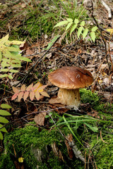 orange cap boletus