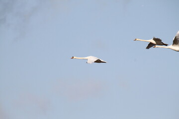 A view of Mute Swans in flight
