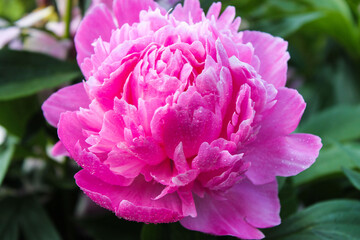 Peony blooming.
